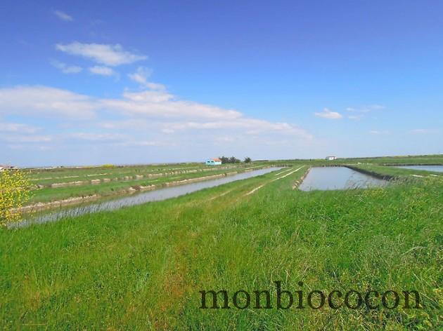 ile-d-oleron-gironde-decouverte-1