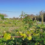 ile-d-oleron-gironde-decouverte-31
