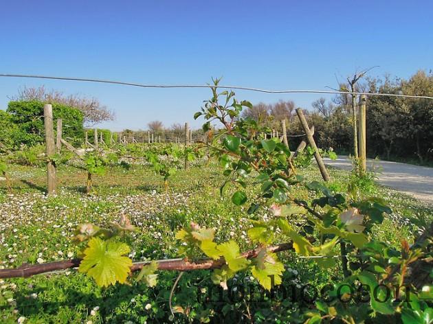 ile-d-oleron-gironde-decouverte-31