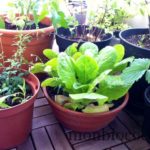 jardin-sur-balcon-en-ville