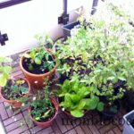 jardin-sur-balcon-en-ville-bordeaux
