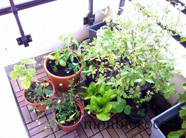 jardin-sur-balcon-en-ville-bordeaux