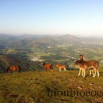 pays-basque-randonnee-mondarrain