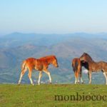 tourisme-randonnee-pays-basque-mondarrain-7