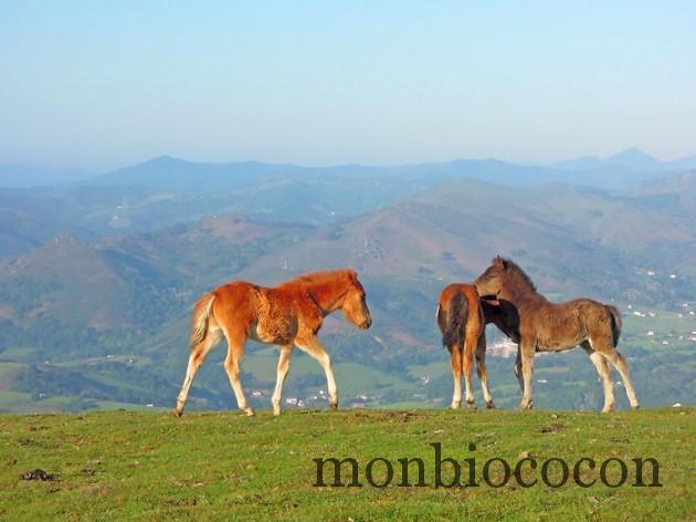 tourisme-randonnee-pays-basque-mondarrain-7