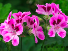 Ces plantes magiques qui repoussent les moustiques
