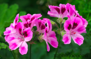 Ces plantes magiques qui repoussent les moustiques