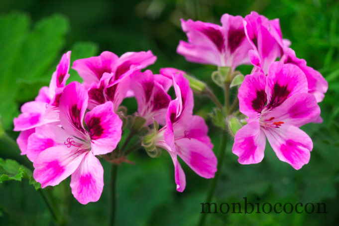 Ces plantes magiques qui repoussent les moustiques