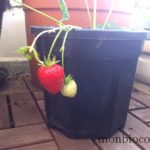 fraise-sur-balcon-bordeaux