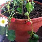 fraises