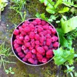 framboises-du-jardin