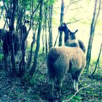 photo 1-21