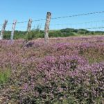 randonnee-aubrac-lozere-col-de-bonnecombe-2