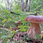 randonnee-saint-chely-aubrac-bois-champignons-