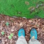 randonnee-saint-chely-aubrac-bois-champignons-1