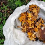 randonnee-saint-chely-aubrac-bois-champignons