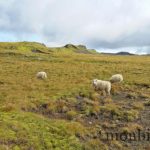 islande-ete-2014-12