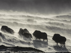 Vincent Munier & son magnifique film « Grandeurs Nature »