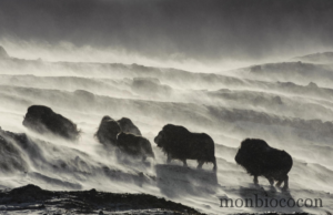 Vincent Munier & son magnifique film « Grandeurs Nature »