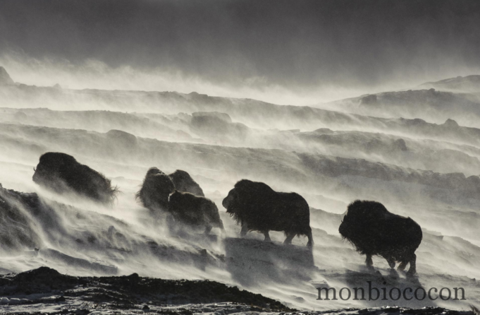 Vincent Munier & son magnifique film « Grandeurs Nature »