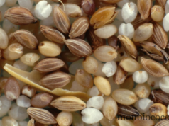 Qu’est-ce que le Fonio ?