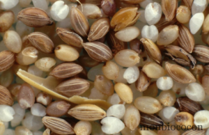 Qu’est-ce que le Fonio ?