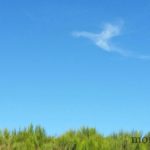 foret-bois-cantal-saint-urcize-0