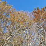 foret-bois-cantal-saint-urcize-1