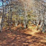 foret-bois-cantal-saint-urcize