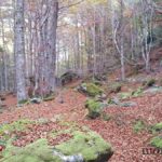 foret-bois-pyrenees-0