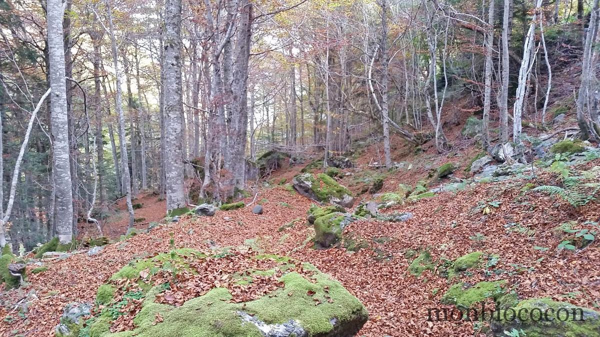 foret-bois-pyrenees-0