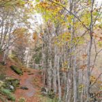 foret-bois-pyrenees