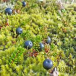 islande-roadtrip-photos-voyage-1
