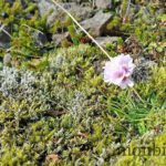 islande-roadtrip-photos-voyage-12
