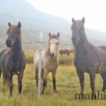 islande-roadtrip-photos-voyage-22