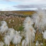 islande-roadtrip-tour-de-ile-4