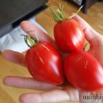 tomates-bio-cultivees-sur-balcon-en-pot