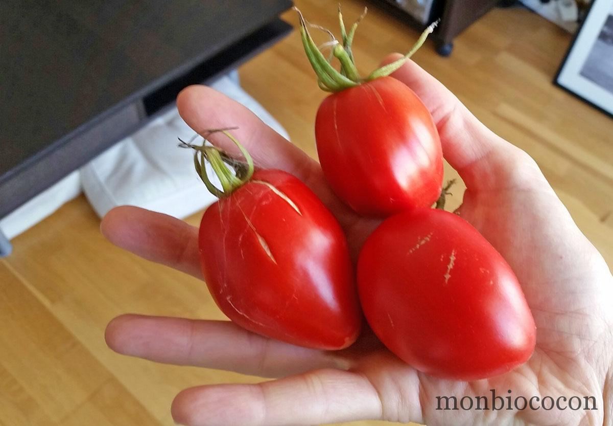 tomates-bio-cultivees-sur-balcon-en-pot