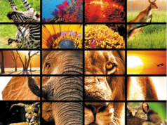 Nature, le film avec des animaux dedans