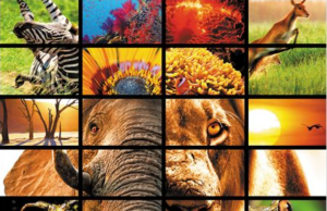 Nature, le film avec des animaux dedans