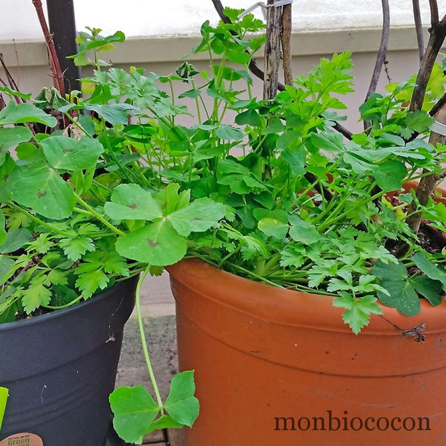 fleurs-balcon