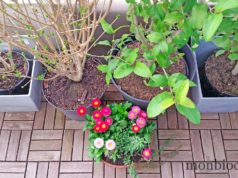 Comme un air de printemps sur le balcon