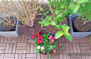 Comme un air de printemps sur le balcon