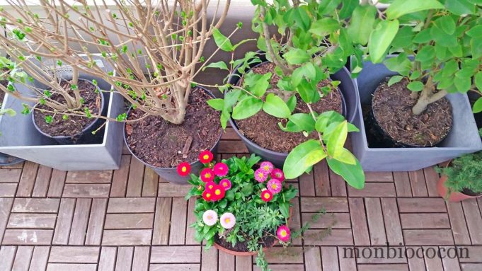 Comme un air de printemps sur le balcon