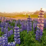 islande-2015-55-petit