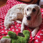 avis-lit-chien-french-bandit