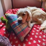 avis-matelas-chien-french-bandit-1