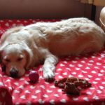 avis-matelas-chien-french-bandit-2