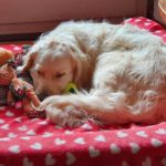 matelas-chien-bandit-avis