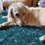 matelas-chien-french-bandit